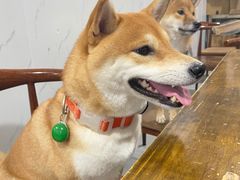 -大邑李记肥肠血旺