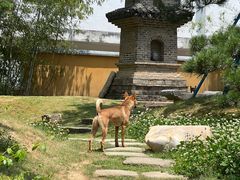 -龙华寺