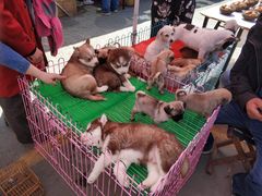 -中环花鸟鱼虫市场