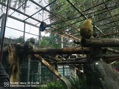 -郝刚刚羊杂割(柳巷店)