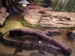 -正佳雨林生态植物园