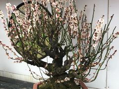 -香雪海
