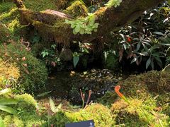 -深圳仙湖植物园