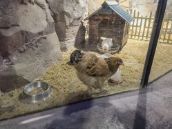 点击看大图 -酷嗒动物文化乐园(cutezoo西溪乐天城店)