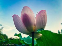 -陈家山荷花公园