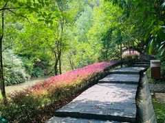 -广州白江湖森林公园