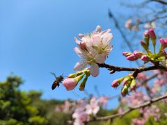 -狐尾山公园