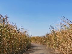 -盐城丹顶鹤湿地生态旅游区