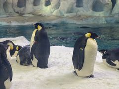 -珠海长隆海洋王国