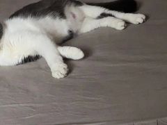 -宠颐生中康贝怡动物医院