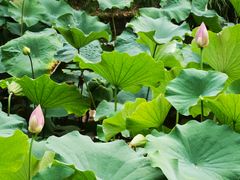 -陈家山荷花公园