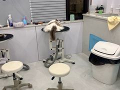 -老吴的猫·猫舍(新区店)