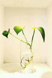 点击看大图 植物-T8 SALON