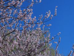 -桃花堤公园