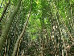 -凤栖山
