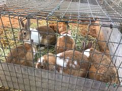 -宫城藏王狐狸村