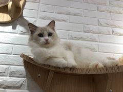 -momokira米努特·德文卷毛猫·棉花面纱犬
