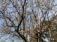 -新虹桥中心花园