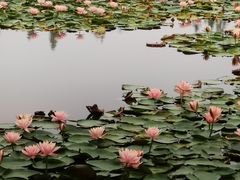 -白鹭湾湿地公园