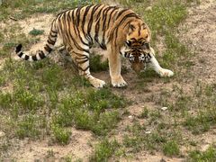 -西霞口神雕山野生动物世界