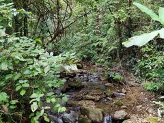 -莫里热带雨林景区