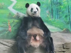 -灵玲国际马戏城