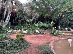 -海南热带野生动植物园