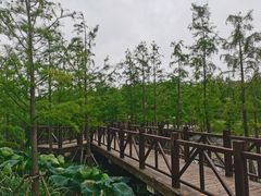 -同里国家湿地公园