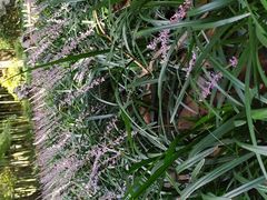 -西湖外事游船(花港观鱼码头)