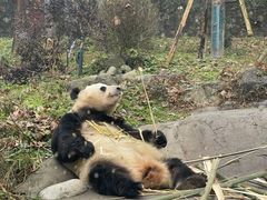 -都江堰中华大熊猫苑