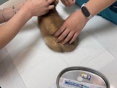-中农大我爱我爱动物医院·核磁CT·猫病·24小时夜诊中心(石佛营店)