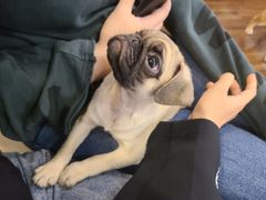 -柯斗斗主题餐厅·狗咖·围炉煮茶·茶饮(国瑞升平里店)