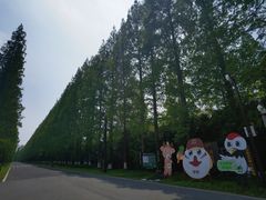 -黄海国家森林公园