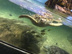 -江和美海洋公园