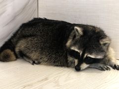 -浣熊柯尔鸭土拨鼠·电玩咖