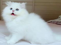 -东方名猫馆·英短金渐层布偶猫舍(环线广场1号楼店)