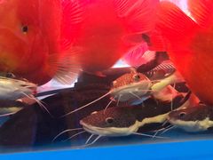 -三旗百汇商品城