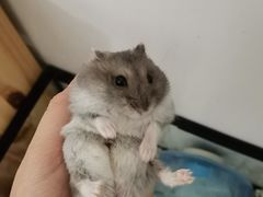 -钓仓鼠(洋桥北里小区店)