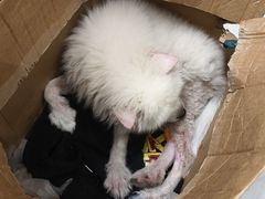 -恒幸动物医院·急重症转诊中心·神经内外科·CT核磁