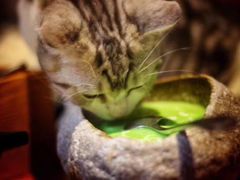 -more than meow吴止猫主题餐厅(承德 中船汇店)