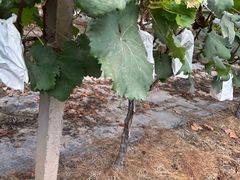 -马陆小张葡萄园农家乐