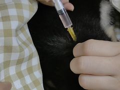 -瑞派先诺宠物医院•猫专科•普外科•中兽医(佛山院)