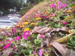 -重庆平顶山公园