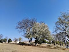 -盘龙城国家考古遗址公园