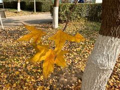 -长白岛森林公园