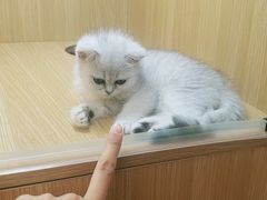 -袖虎宠物·金渐层缅因猫舍(灵芝店)