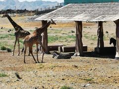 -新疆天山野生动物园