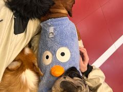 -和它·交个朋友·狗咖猫咖(爱琴海店)