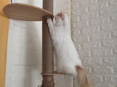 -平行世界·猫咖(首经贸店)