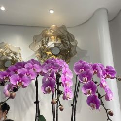 -YESIDO椰岛美容